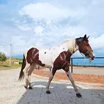 Kodra E Godenve