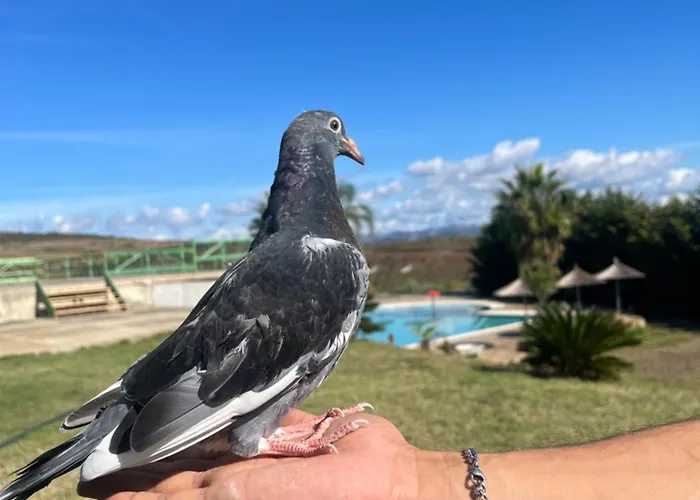 Resort Kodra E Godenve *