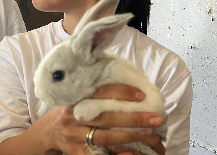 Resort Kodra E Godenve Vile-Ballaj